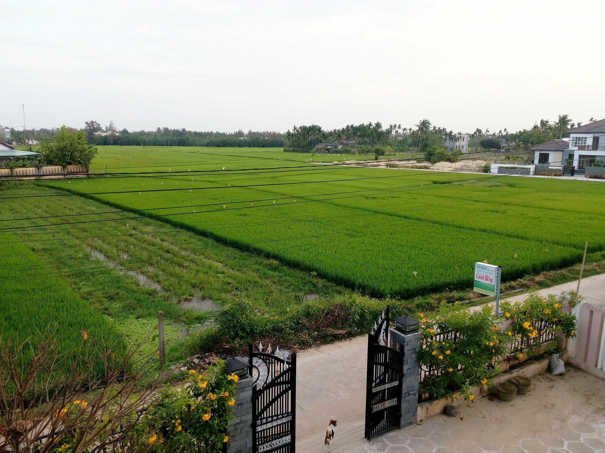 The Field Homestay Hoi An Exterior photo